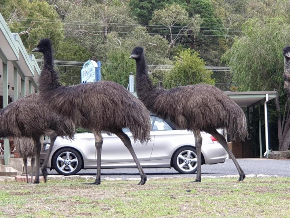 Halls Gap Motel Экстерьер фото